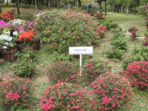 2018台北杜鵑花季 打卡地點特搜
