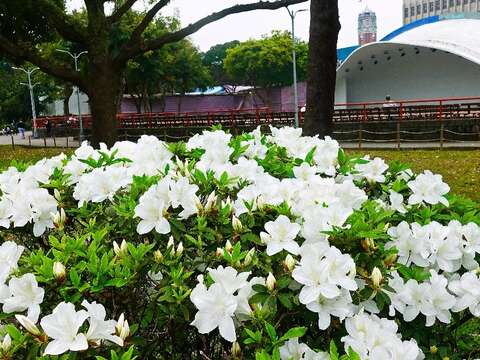 2018台北杜鵑花季 打卡地點特搜