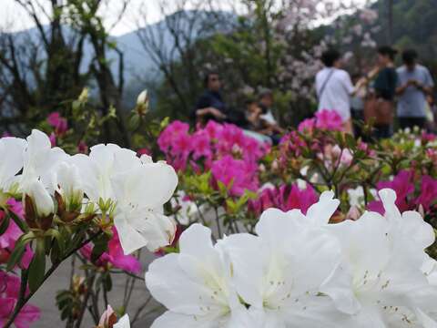 陽明山花季壓軸出場　杜鵑、紫藤開得五彩繽紛