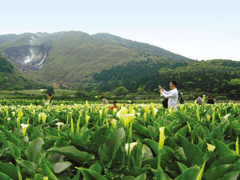 一日竹子湖 大地處推薦遊溪賞海芋