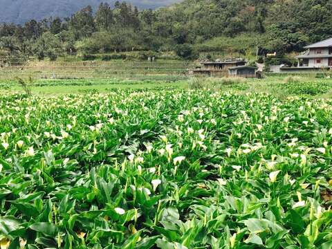 一日竹子湖 大地處推薦遊溪賞海芋
