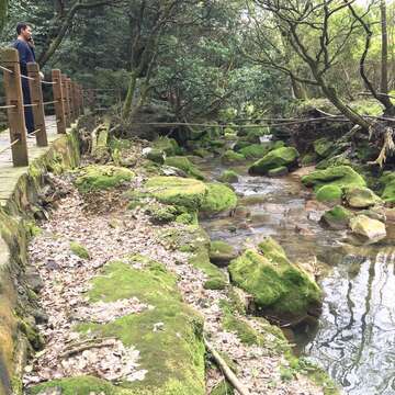 一日竹子湖 大地處推薦遊溪賞海芋