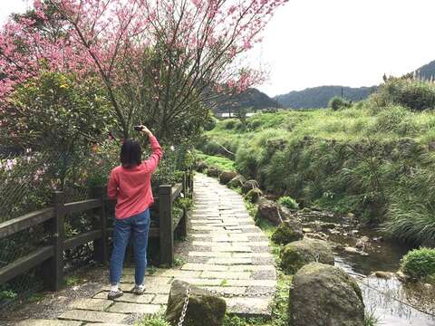 一日竹子湖 大地處推薦遊溪賞海芋