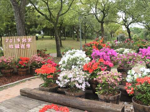 大安森林公園有多品種的杜鵑，歡迎民眾前往遊賞。
