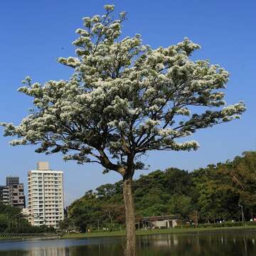 百花盛開相競艷 內湖流蘇覆白雪