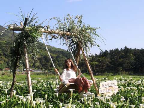 2018竹子湖海芋季