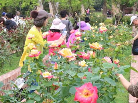連假吃喝玩樂組合包 士林官邸玫瑰展一網打盡