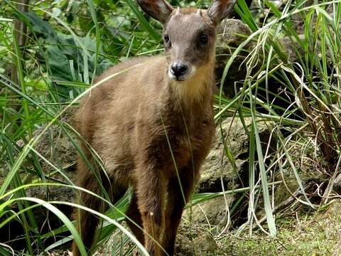 野山羊寶寶四處探索 媽媽不放心緊緊守護