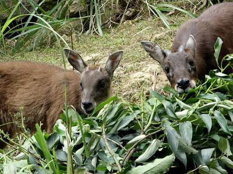 野山羊寶寶四處探索 媽媽不放心緊緊守護