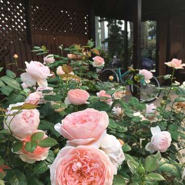 英倫玫瑰高貴典雅 臺北玫瑰園飄宮廷風
