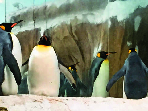 動物園企鵝(攝影/吳靖雯)