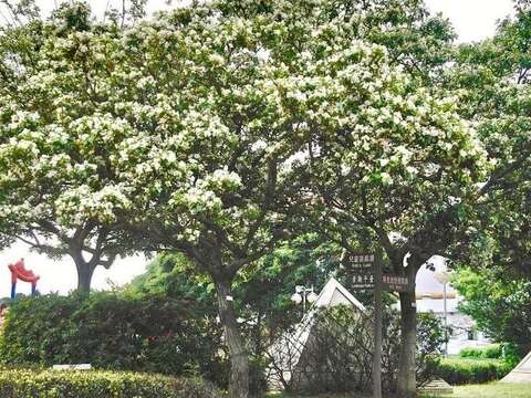 迪化運動公園「賞雪」、打球「趣」