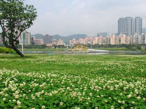 北市河濱「雪」景超美 隨便拍都像MV