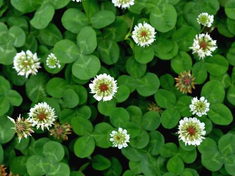 北市河濱「雪」景超美 隨便拍都像MV