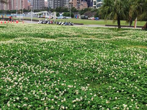 北市河濱「雪」景超美 隨便拍都像MV