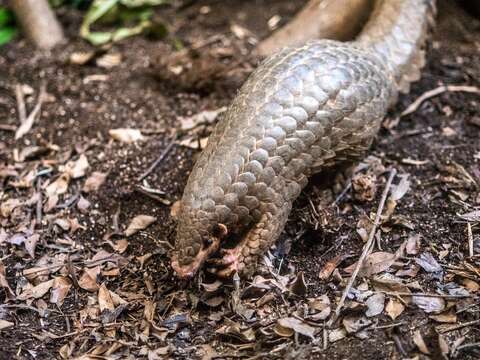 世界地球日-綠能園遊會 週六動物園等你來闖關