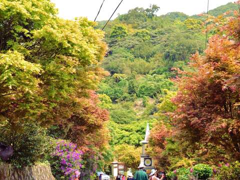 森林療癒正夯　士林菁山賞槭紅紓壓