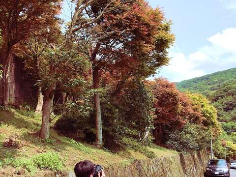 森林療癒正夯　士林菁山賞槭紅紓壓