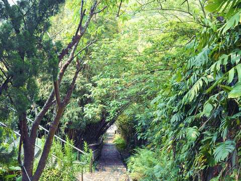 森林療癒正夯　士林菁山賞槭紅紓壓