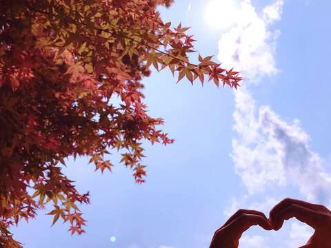 森林療癒正夯　士林菁山賞槭紅紓壓