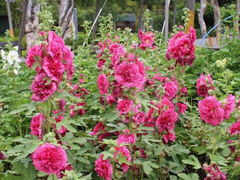 士林官邸西式庭園區各色蜀葵花現正熱鬧綻放中