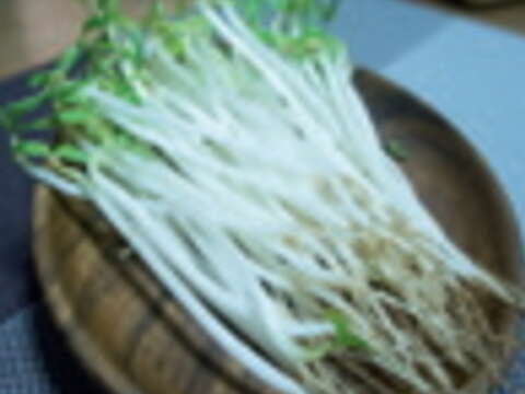 不掐根的豆芽