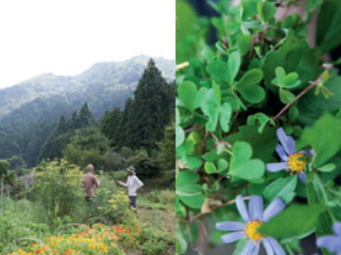 這個在比叡山腳下的村落，位於京都大原，與記憶中爺爺的農園很相似。 在這裡，我不僅購買新鮮的食材，更採集野花與樹枝搭配料理。（Yuka Yanazume授權）