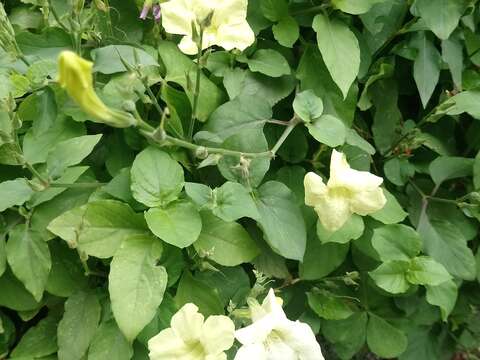黃花赤道櫻草花瓣及葉片均較斑葉赤道櫻草大型，葉色無斑點。