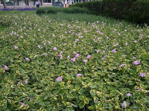 盛開的淺紫色小花迎風搖曳。