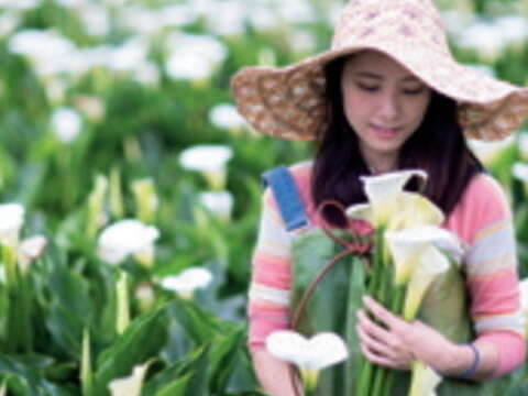 竹子湖的「嬌」點海芋