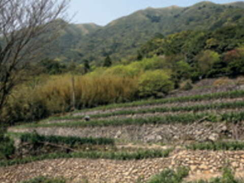 竹子湖可看到市區難得一見的梯田景色。