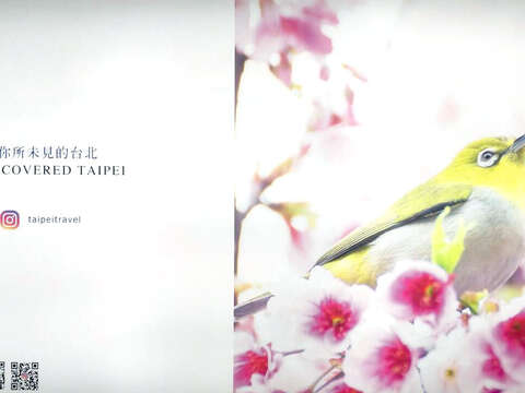 【花現台北】台北旅遊網instagram徵圖大賞-獲選作品：櫻花綠繡眼