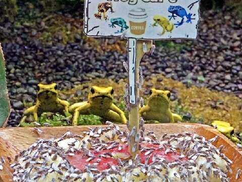 動物園兩棲爬蟲動物館「Frog Café」正式開張囉!