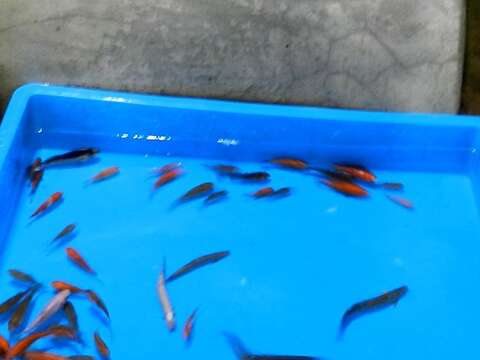 水獺寶寶學吃魚~大口嚼食好有趣！