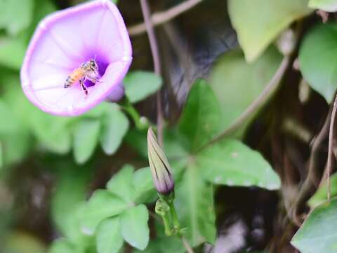 花界也有爬牆專家 槭葉牽牛紫花高高掛