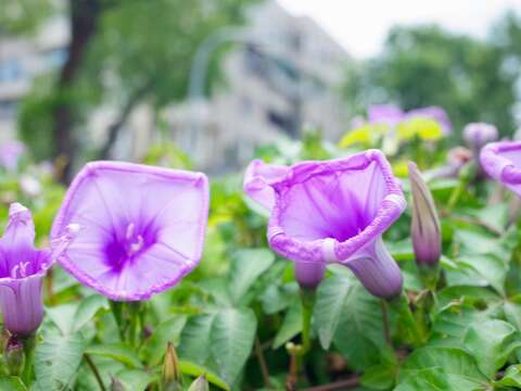 花界也有爬牆專家 槭葉牽牛紫花高高掛