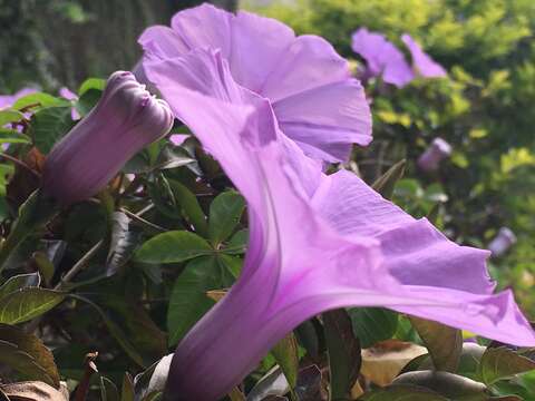 花界也有爬牆專家 槭葉牽牛紫花高高掛