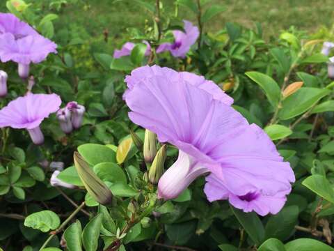 花界也有爬牆專家 槭葉牽牛紫花高高掛