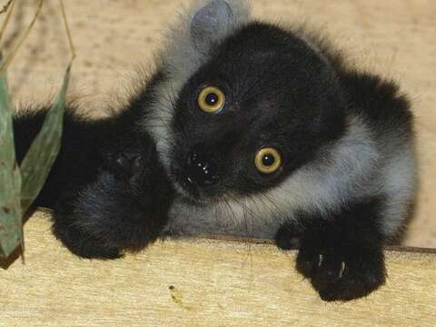 白頸狐猴「白依」的小寶寶再過10天就雙滿月了