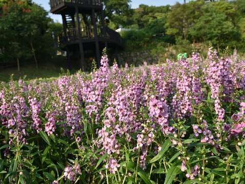 Flowers of Love Burst into Bloom at Neishuangxi Nature Center