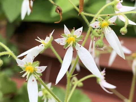 Flowers of Love Burst into Bloom at Neishuangxi Nature Center