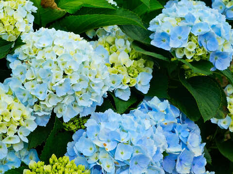 Traffic Controls for 2018 Hydrangeas Flower Festival at Zhuzihu