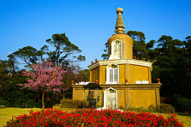 北投善光寺緋寒櫻櫻花_高讚賢攝