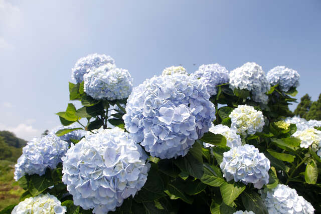 竹子湖高家繡球花_許宜容攝