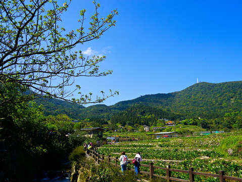 竹子湖海芋田遠景_高讚賢攝