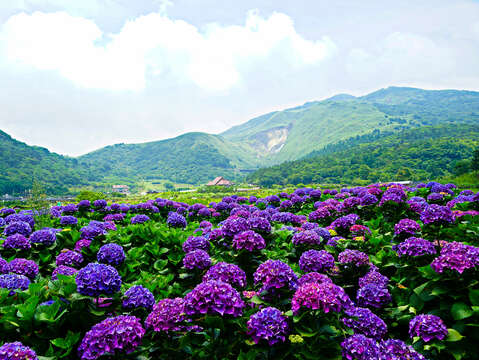 竹子湖建財成繡球花園_高讚賢攝