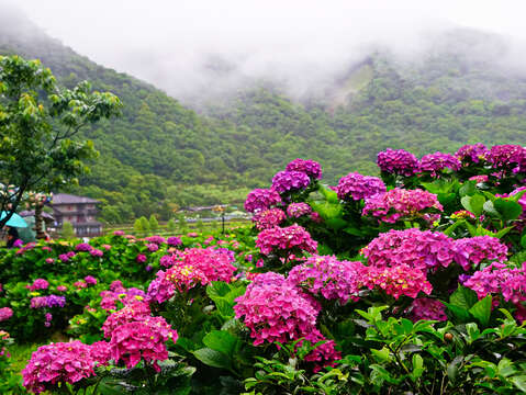 竹子湖名陽匍休閒農莊_高讚賢攝