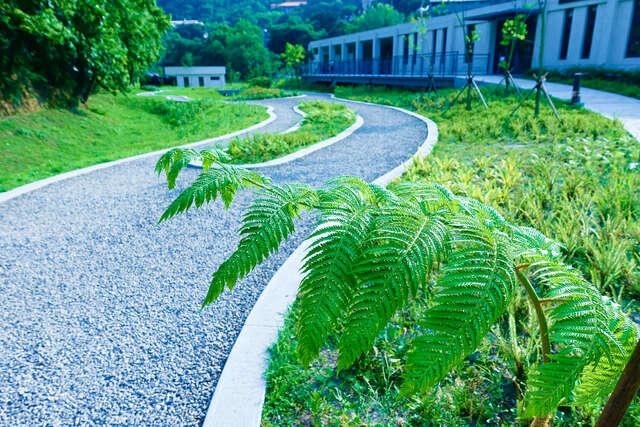 永春陂生態公園蕨類園_劉佳雯攝