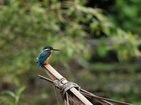 Guandu Nature Park