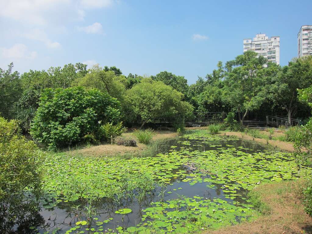 關渡自然公園池塘濕地